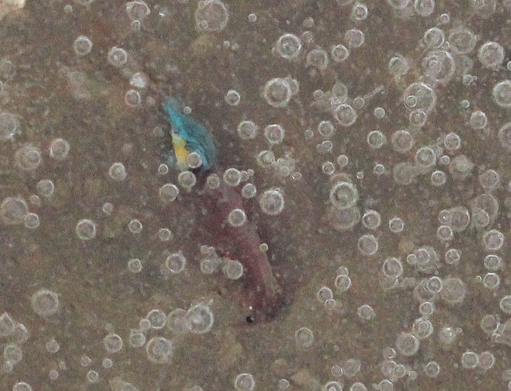 Branchipus sp. non ID certa